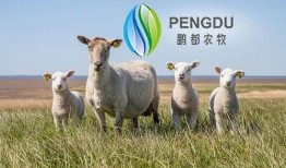 鹏都农牧养殖场最新爆料,揭秘养殖场背后的秘密与挑战