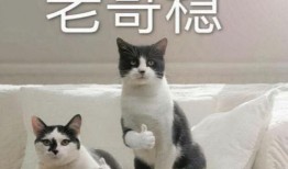 航线巴哥最新爆料