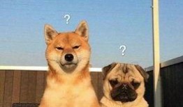 航线巴哥最新爆料