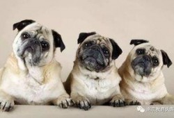 航线巴哥最新爆料