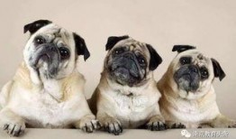 航线巴哥最新爆料